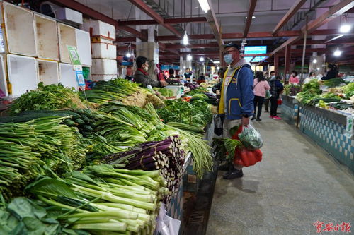 寶安葉菜供應充足，價格穩定保障民生